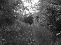 In the forest